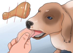 تغذیه سگ در بیماری